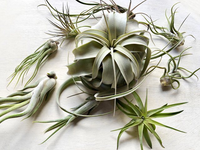 Air plants