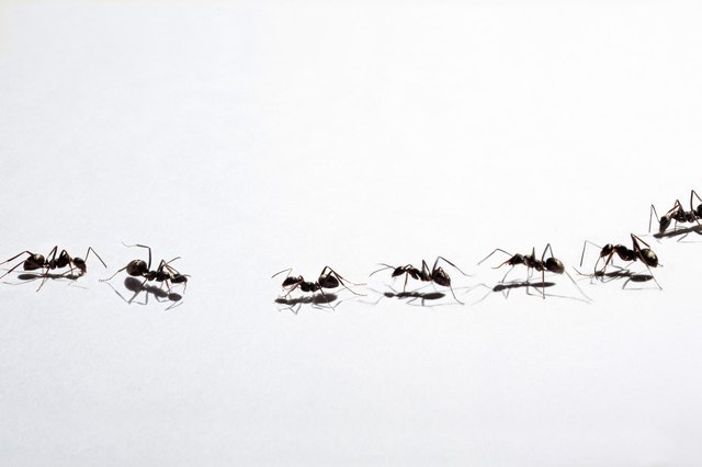 ants face each other