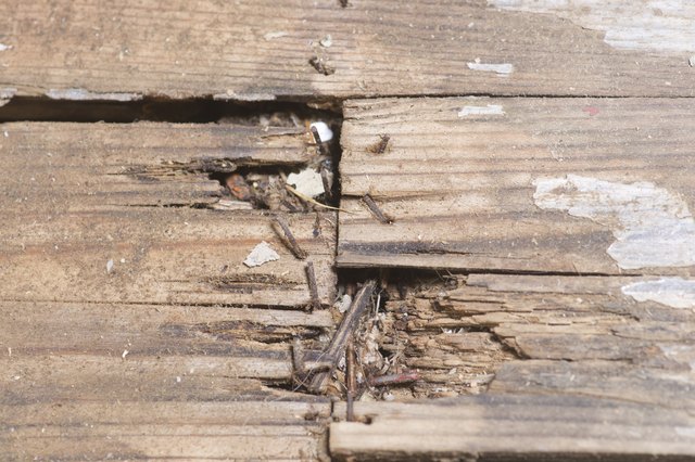 Rotting Wood - Wood Rot Flooring