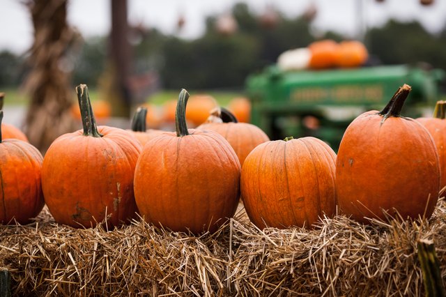 How to Keep Uncarved Pumpkins From Rotting eHow