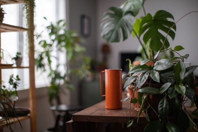 Watering houseplant, indoor gardening concept