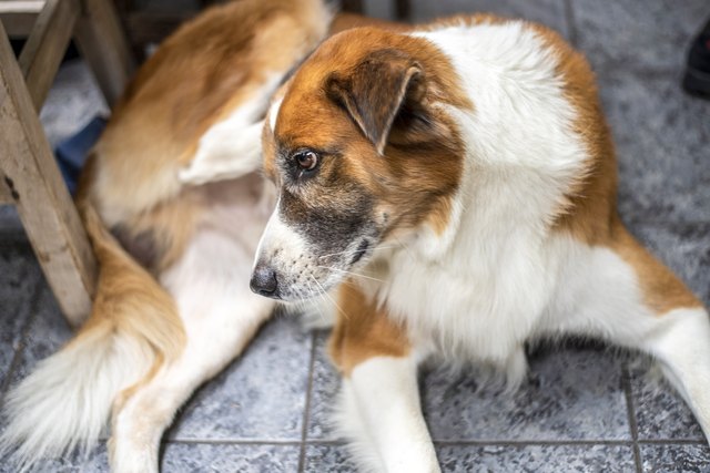 A hairy light brown and white male dog scratching his right ear.