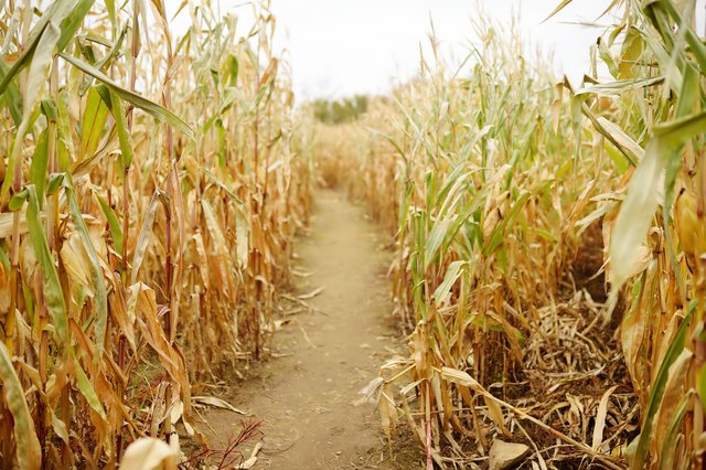 How to Make Your Own Halloween Maze | eHow