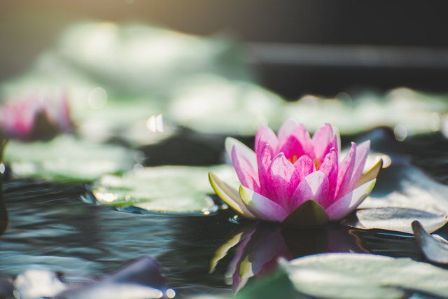 sacred-lotus-nelumbo-nucifera-gaertn-spiritual-botany