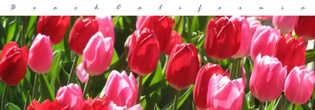 How To Grow Tulips In Southern California Ehow Grow Tulips In Southern California