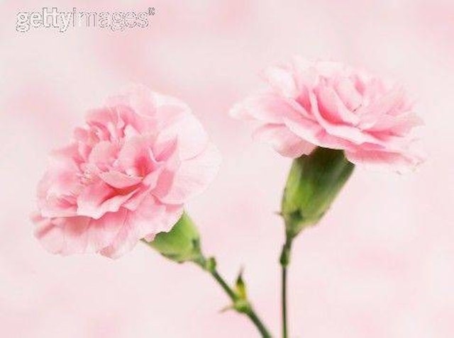 Types Of Pink Flowers With Pictures Ehow Types Of Pink Flowers