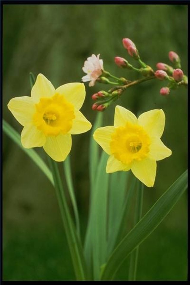 How to Care for Daffodils Indoors eHow