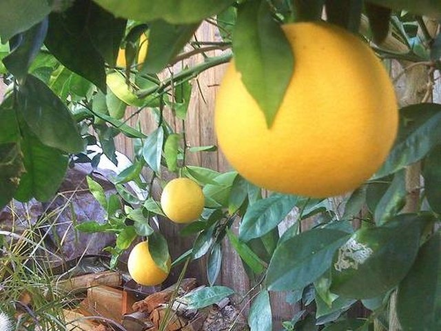 How To Care For Navel Orange Trees Ehow Navel Orange Trees Grow Best In Moderate Even Tempered Climates Such As The