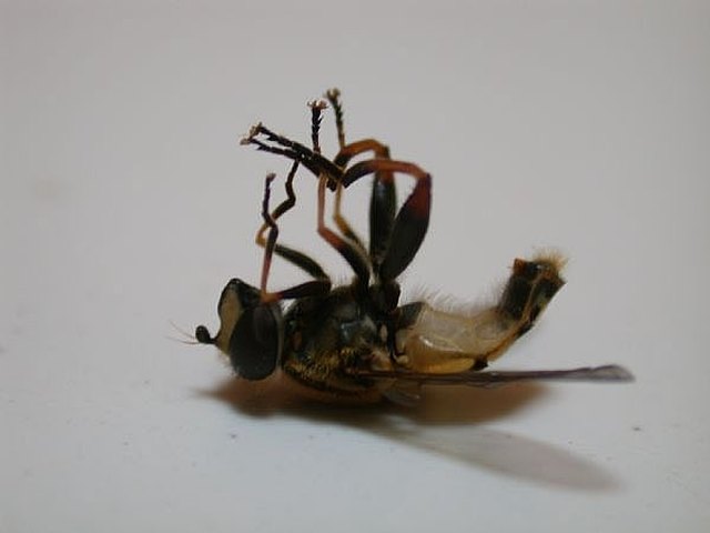 How To Stop Flies Entering Your House Ehow