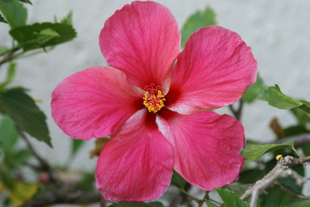 How To Make Hot Pink With Colored Acrylics Ehow Hot Pink Flower