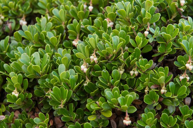 Low-Growing Ground Cover Plants | eHow