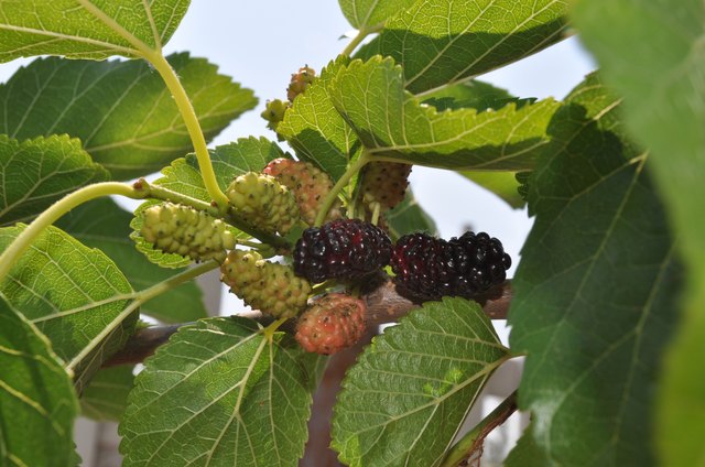 Kinds of Berry Trees (with Pictures) | eHow