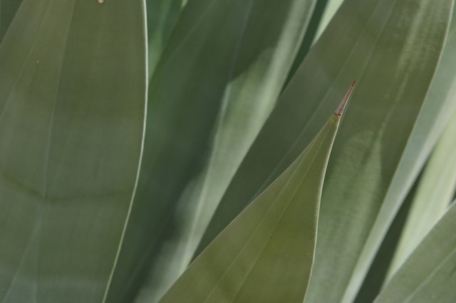 Agave leaves