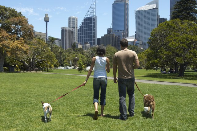 Young couple walking dogs in park, rear view