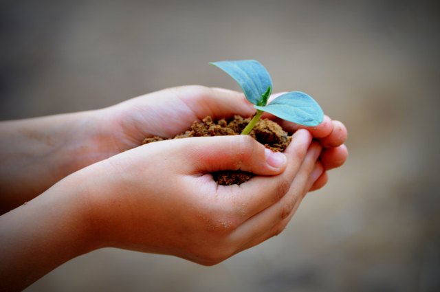 saving trees and and plants with your hands and planting more.