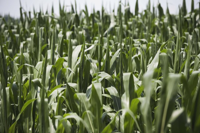 Stalks of corn for harvesting