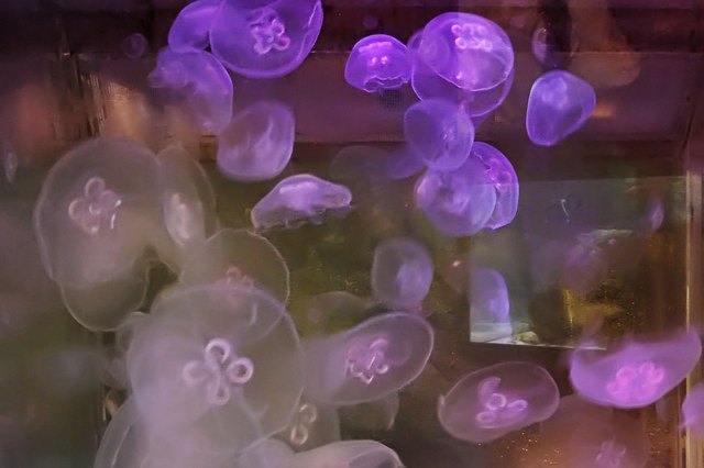 Tips for Keeping Jellyfish in a Home Aquarium | eHow