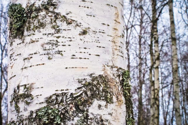 Polar white birch