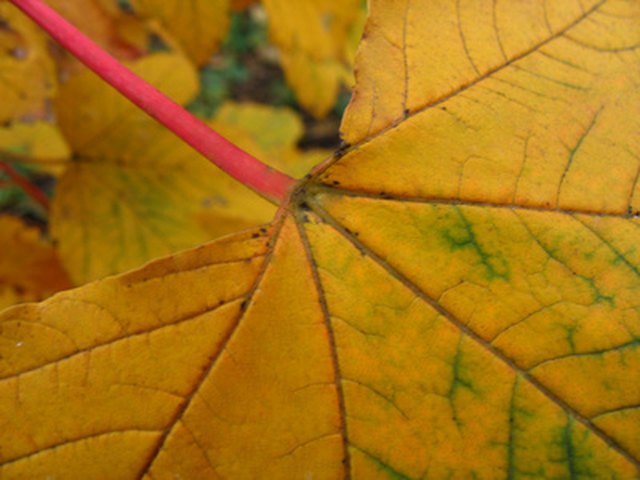 how-to-preserve-autumn-leaves-with-glycerin-ehow