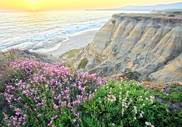 What Types Of Flowers Grow At The Beach Ehow Flowers Decorate A Beach Landscape