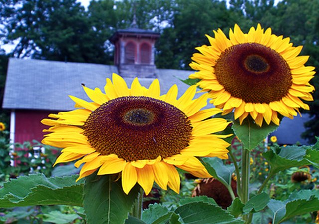 sunflower-seeds-sunflower-seeds-photo-22119497-fanpop