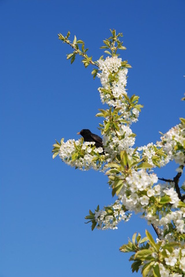 How To Keep Birds Away From Your Cherry Trees Ehow Birds Can Destroy A Cherry Harvest