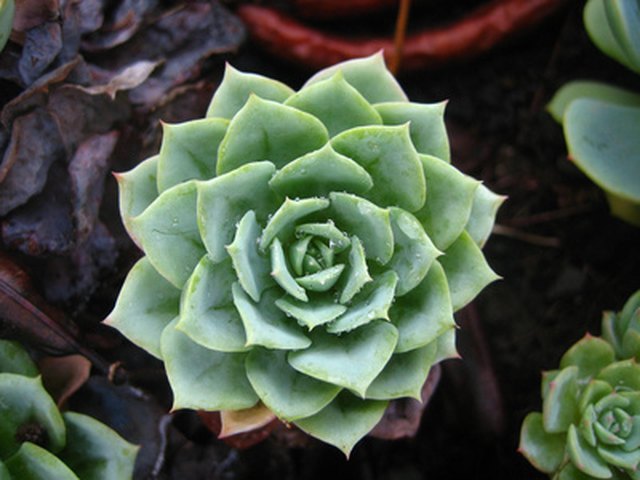 Plants That Need Little Water Take Full Sun Ehow Some Plants Grow Well In Full Sunlight With Little Water