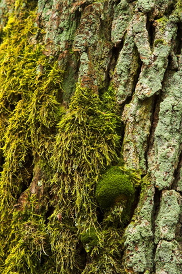 How To Grow Moss Between Stones On A Patio Ehow Dense Mats Of Moss Are Made Up A Mulude Tiny Plants