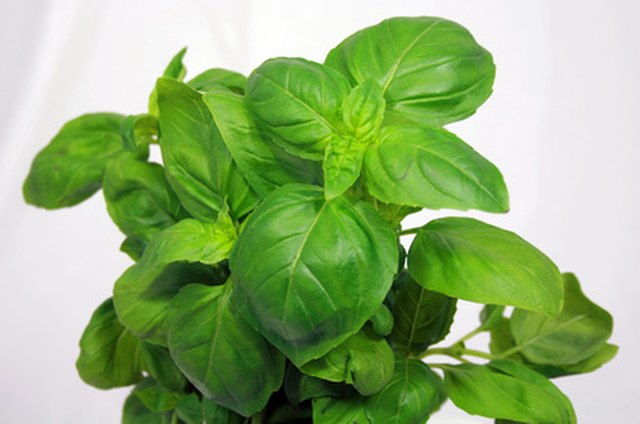 how-to-keep-bugs-off-basil-plants-ehow