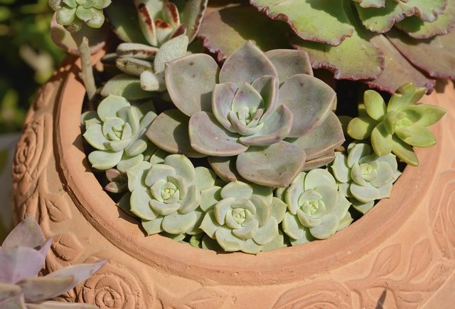 How to Make a Dish Garden From Succulents | eHow