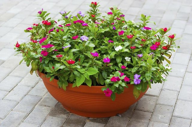 Potted Plants for Decks and Patios (with Pictures) | eHow