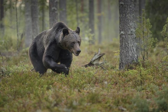 Plants & Animals in the Taiga Biome (with Pictures) | eHow