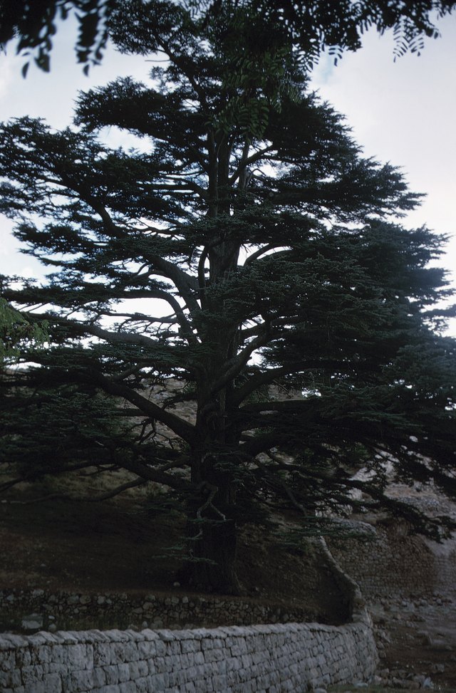The Disease Of A Cedar Tree Dying From Top Down Ehow Cankers On Cedars And Other Trees Can Girdle Branches Restrict Nutrients
