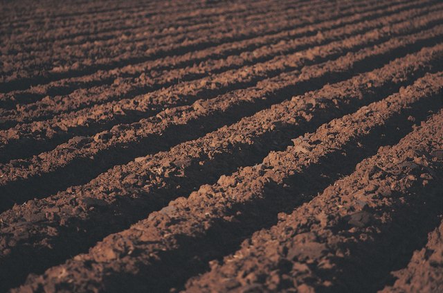 Nematodes In Soil Ehow Freshly Tilled Soil