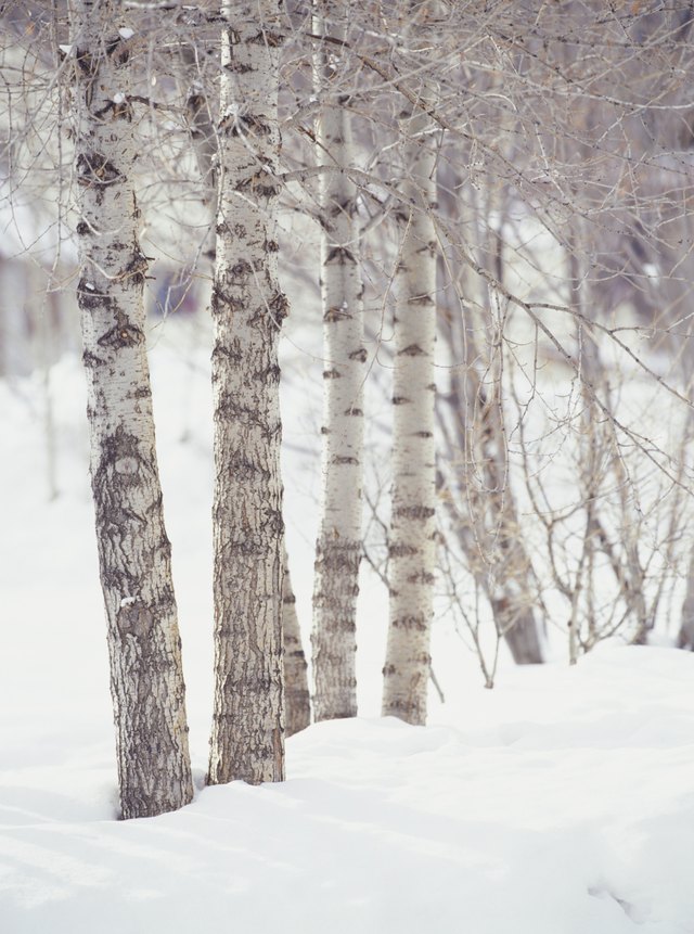 How To Paint Birch Trees With Acrylic Ehow Birch Trees Are Known For Their White Bark And Tall Narrow Stature