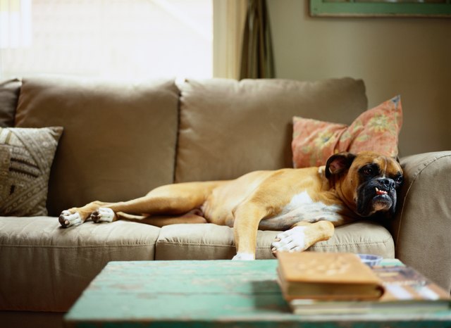 How to Get Rid of Dog Saliva From Furniture | eHow