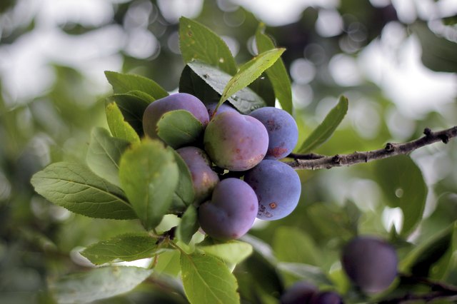 How To Start Plum Trees From Seed Ehow Seeds Harvested From Commercially Grown Plums Might Not Produce Fruit Identical To That The Pa