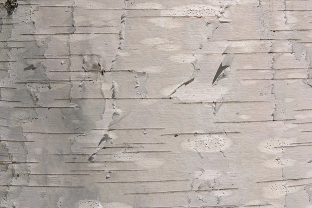 Birch Bark Sheets Crafts Ehow Birch Bark Lends Texture Beauty And A Rustic Look To Craft Items Home Decor
