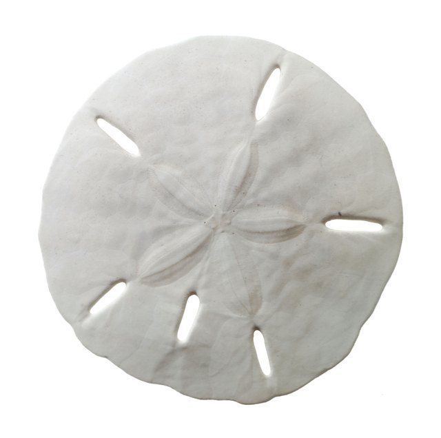 How To Make A Sand Dollar Necklace Ehow Slip A Slender Chain Through One Of The Holes In Sand Dollar To Make