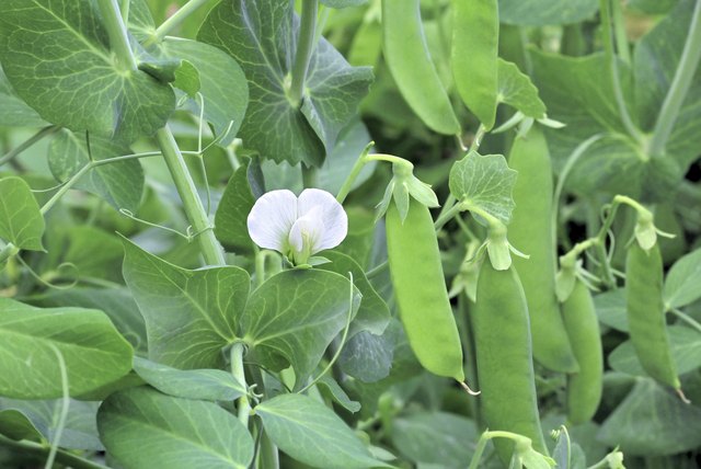 What Is the Problem When Pea Plants Turn Yellow? | eHow