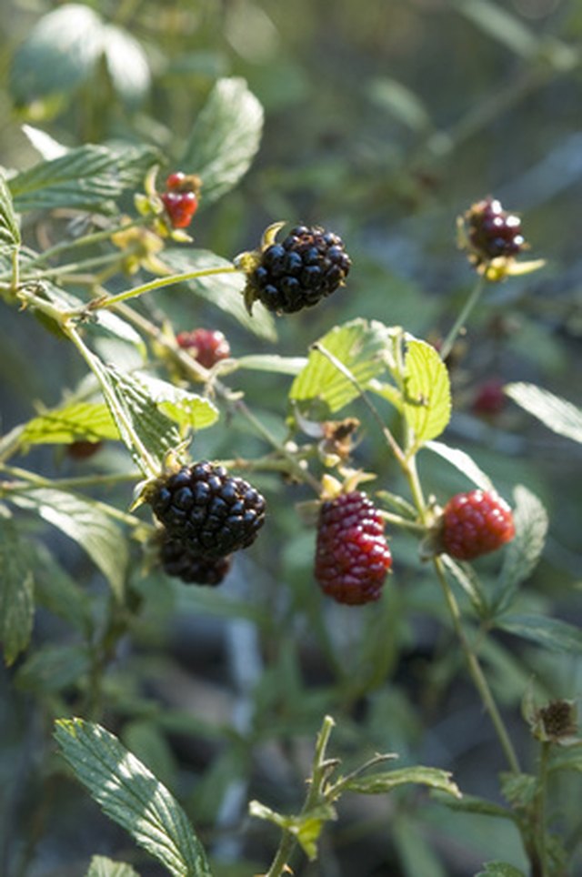 how-to-protect-thornless-blackberries-during-winter-ehow