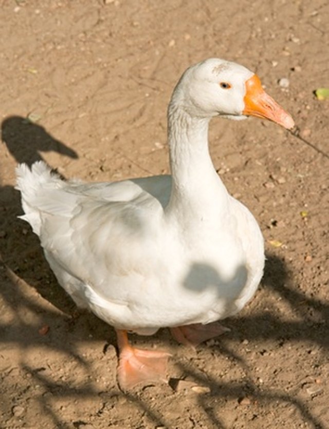 plastic goose lawn ornament