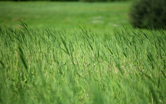 How To Make Grass Green Naturally