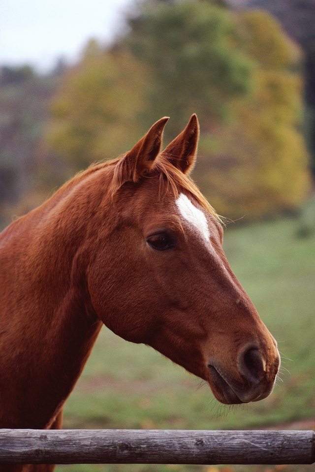 How To Make A Horse Head