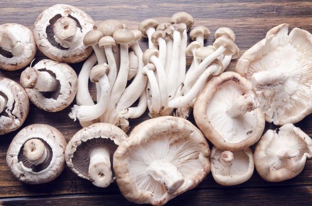 Edible mushrooms on wood table, raw food.