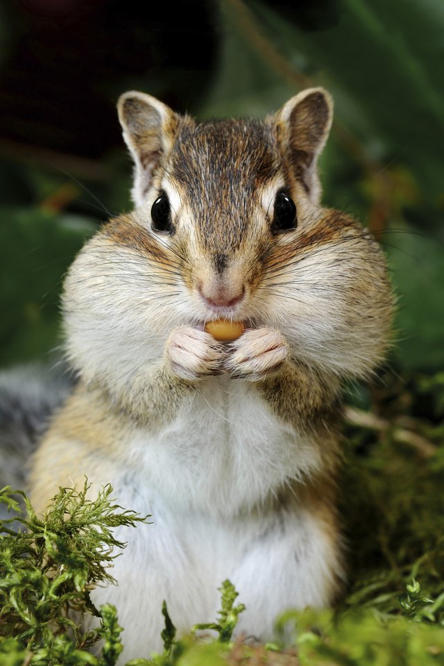 how-to-make-a-chipmunk-costume-ehow