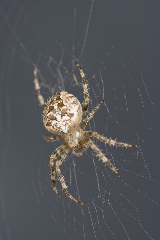 how-to-get-rid-of-spider-webs-nests-in-eaves-ehow