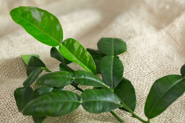 How to Freeze Kaffir Lime Leaves eHow