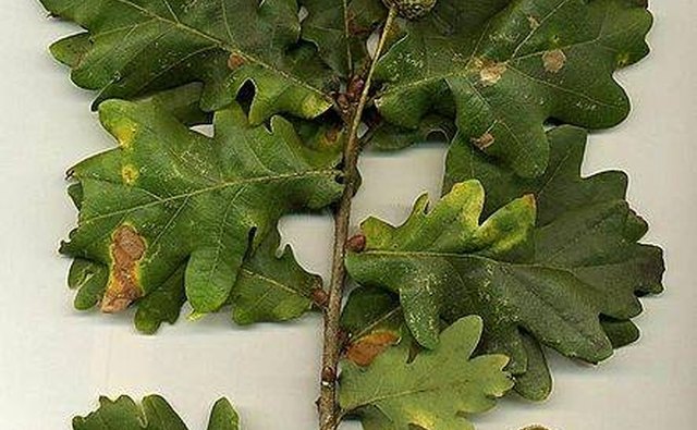 Oak tree leaves and acorns. Image from Wikimedia Commons
