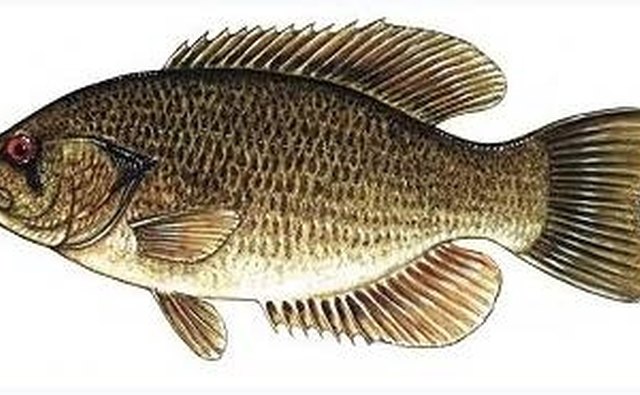 Goggle-eye perch from Wikipedia Commons